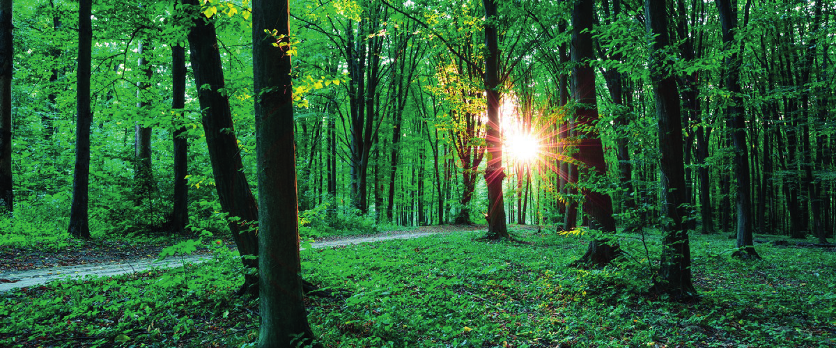 L'essenza per la tua bellezza